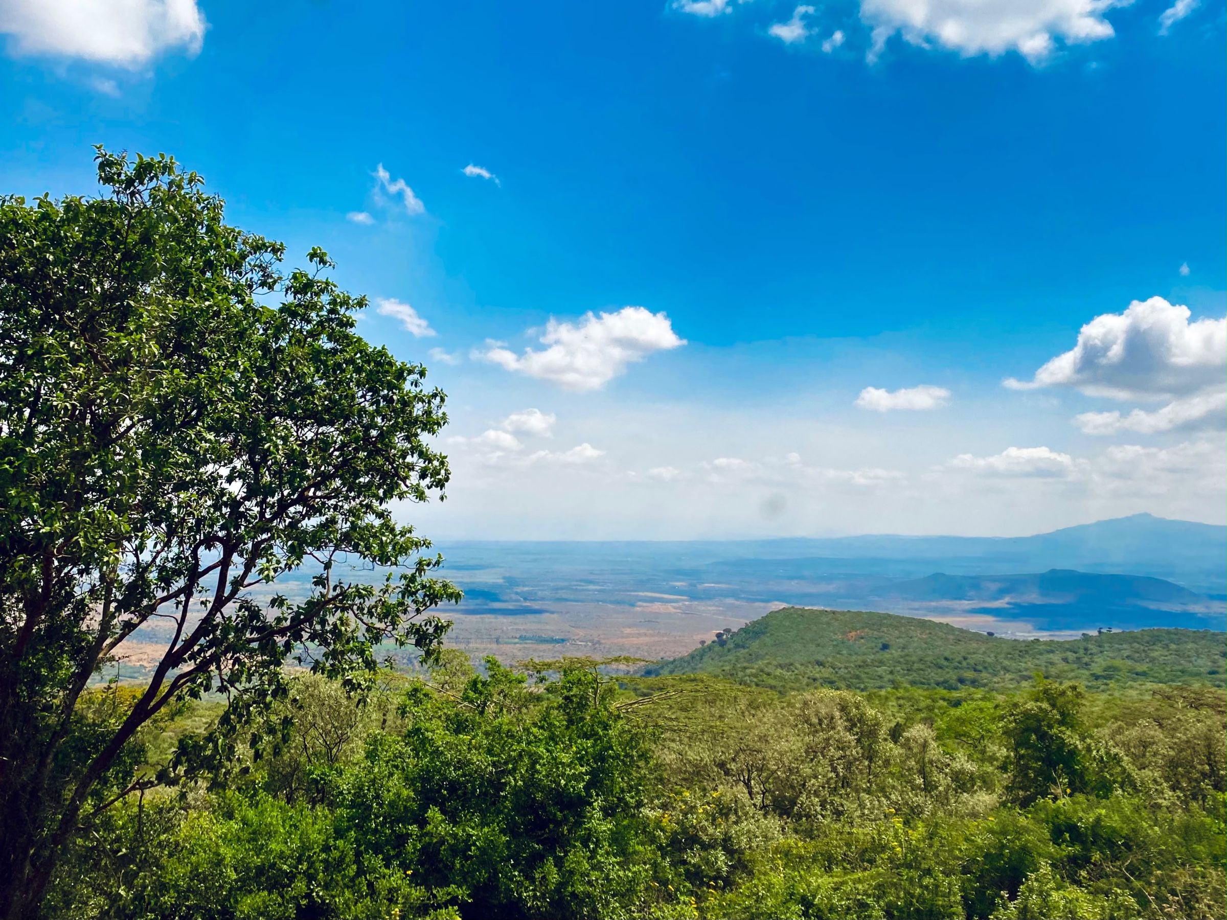 A view over green wooded hills and a wide valley, seen through the branches of a tree, under a bright blue sky with small clouds.