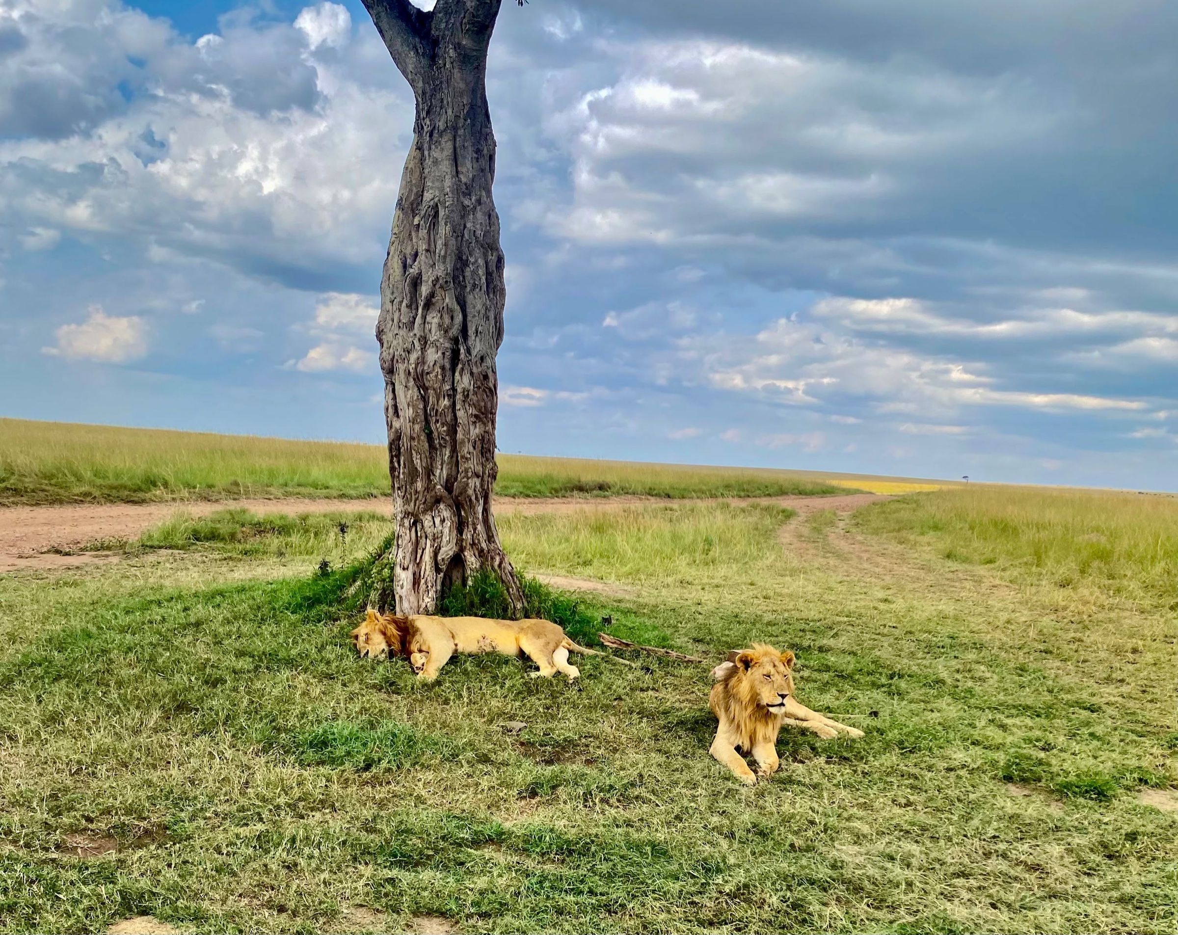 Two lions resting in short grass beside a bare tree on an open plain under a cloudy sky.