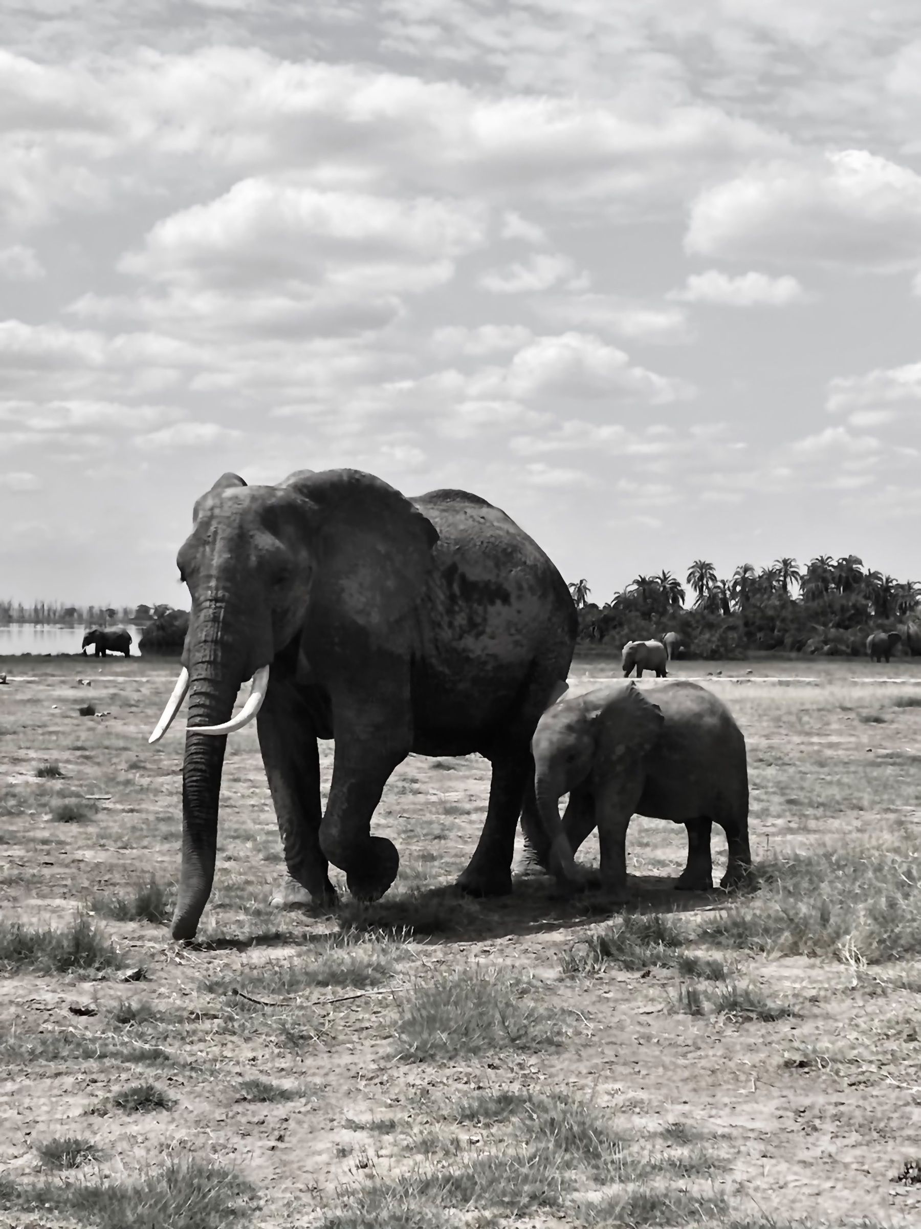 Black and white photo of an adult elephant and a calf walking over dry grass, with palm trees and a cloudy sky behind them.