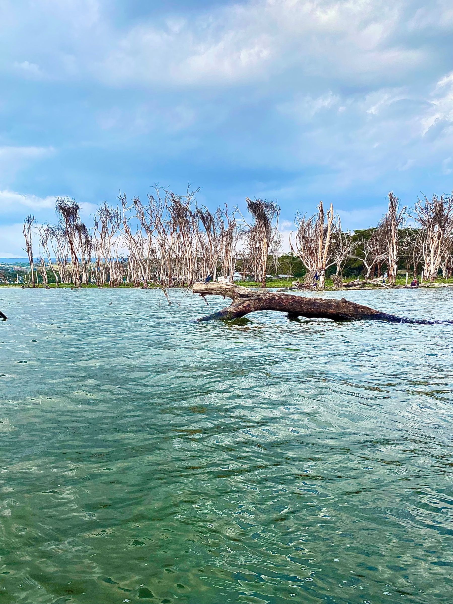 Bare, bleached tree trunks standing in shallow turquoise water, with a fallen log in the foreground.